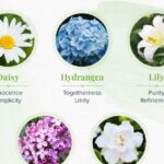 Flowers That Represent Family: Symbolic Blooms for Family Bonds