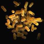 Understanding the Gut Microbiome’s Role in Long-Term Health and Disease Resistance
