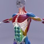 Uncovering the Presence of Microplastics in the Human Body and Their Possible Health Impacts