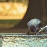Understanding H5N1 Avian Influenza: What Humans Need to Know About the Risks